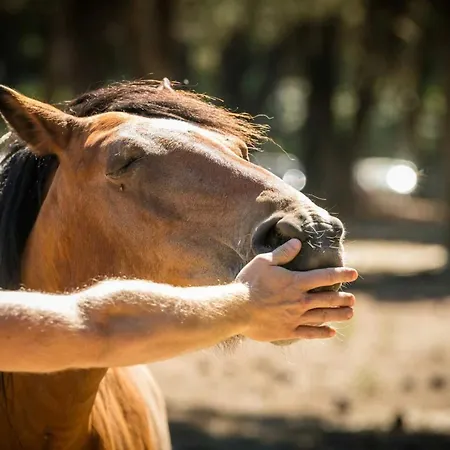 4 étoiles - Parc Aquatique - Eeifae Campeggio *